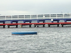 Microcarbo melanoleucos