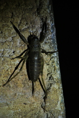 Nesoecia nigrispina