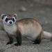 Black-footed Ferret - Photo USFWS Mountain Prairie, no known copyright restrictions (public domain)