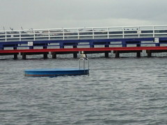 Microcarbo melanoleucos