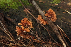 Hypocreopsis lichenoides