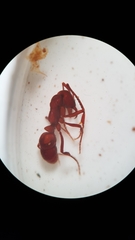 Austroponera castaneicolor