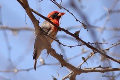 Anaplectes rubriceps