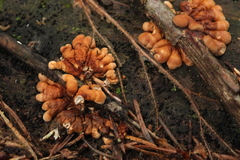 Hypocreopsis lichenoides