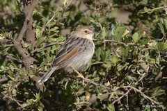 Cisticola lugubris