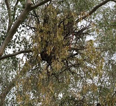 Amyema miquelii