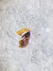 Scotinella