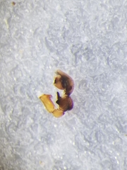 Scotinella