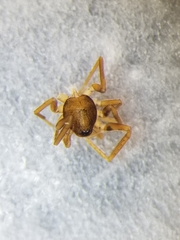 Scotinella