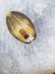Scotinella