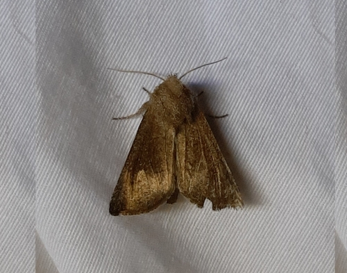 Blazing Star Borer Moth photo 3