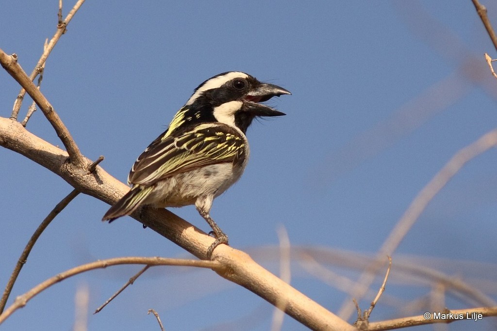Black-throated Barbet photo