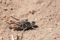 Arcyptera microptera