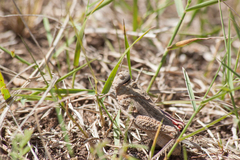 Asiotmethis muricatus