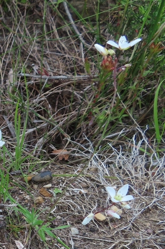 Image of Heliophila meyeri by (c) linkie, some rights reserved (CC BY)