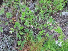 Pelargonium patulum patulum