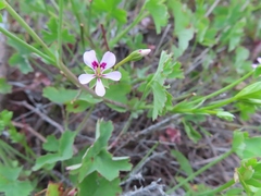 Pelargonium patulum patulum