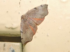 Achrosis