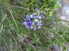 Psoralea obliqua