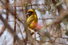 Ploceus luteolus