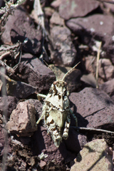 Angaracris barabensis