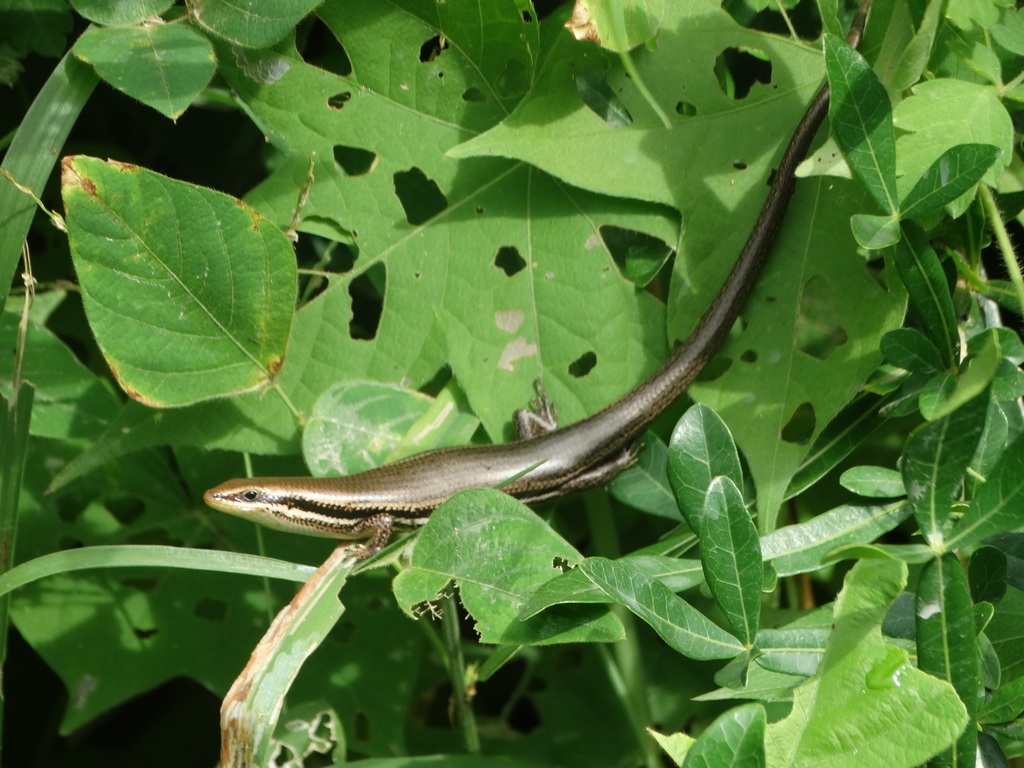 Tehuantepec Skink