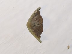 Neoreta castanea