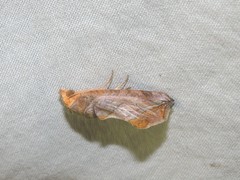 Oraesia emarginata