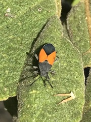 Melanopleurus bicolor