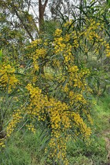 Acacia stricta