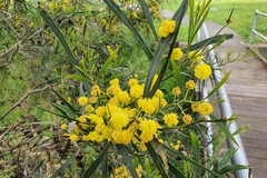 Acacia stricta
