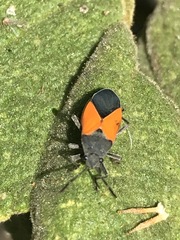 Melanopleurus bicolor