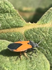 Melanopleurus bicolor