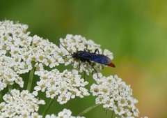 Protichneumon grandis