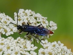 Protichneumon grandis