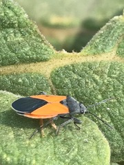 Melanopleurus bicolor