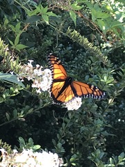 Danaus plexippus