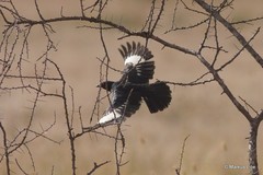 Speculipastor bicolor