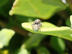 Maratus tasmanicus