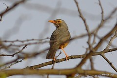 Turdus tephronotus