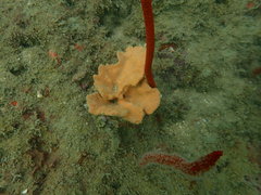 Porifera