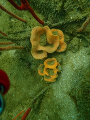 Porifera
