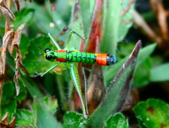 Paramastax rosenbergi