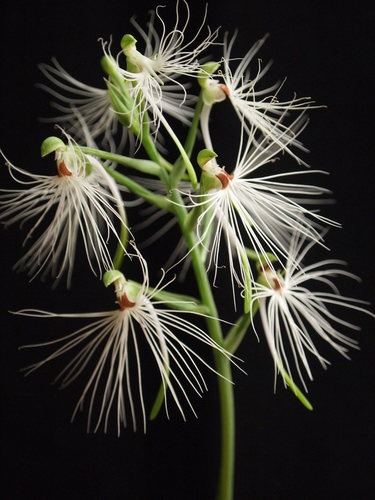 Medusa-like habenaria (Habenaria medusa)