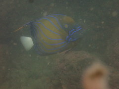 Pomacanthus annularis