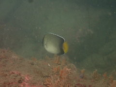 Apolemichthys xanthurus