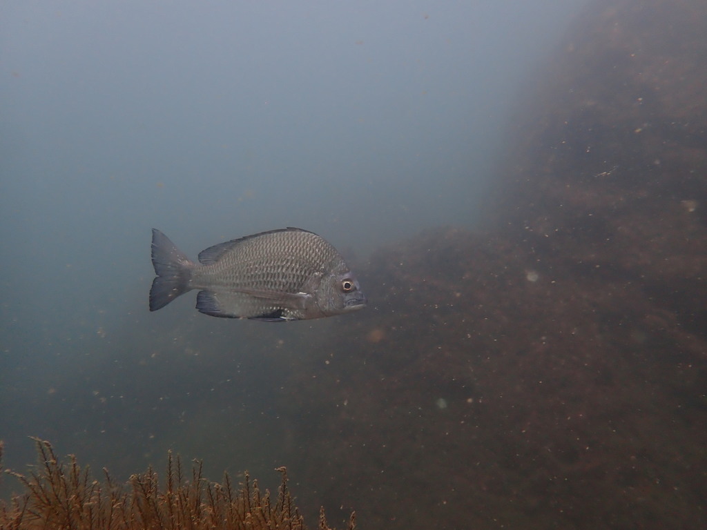 Balck bream (Acanthopagrus berda) — Sparidae