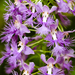 Platanthera shriveri - Photo (c) NC Orchid, algunos derechos reservados (CC BY)