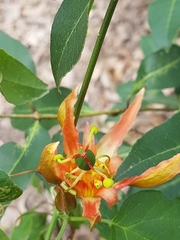 Passiflora herbertiana herbertiana