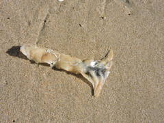 Malleus albus
